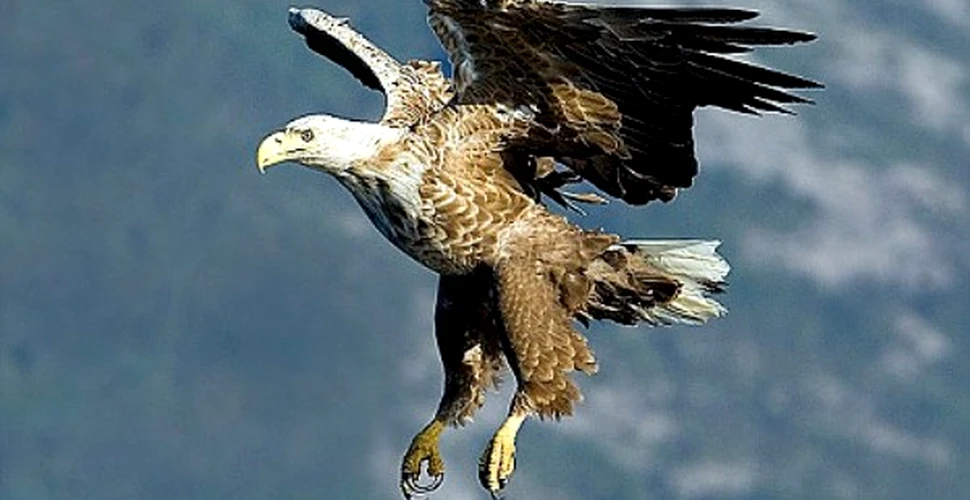 Vulturul codalb se intoarce in Marea Britanie