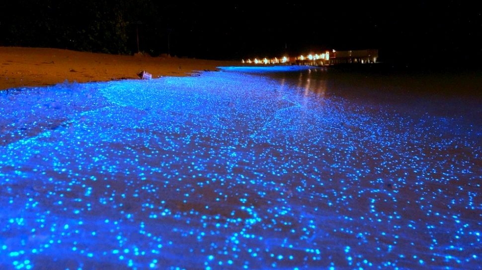 Cea mai frumoasă plajă din lume străluceşte ca un cer plin de stele (GALERIE FOTO)