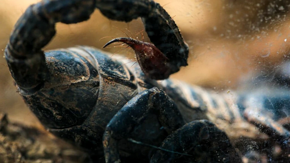Veninul scorpionului amazonian poate ucide celulele cancerului mamar