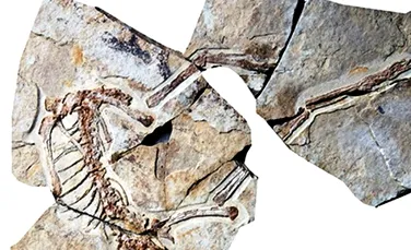 Cei mai vechi dinozauri cu pene