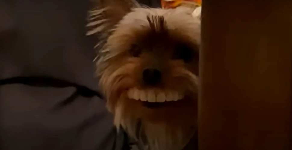 Câinele care a furat proteza dentară a stăpânului, vedetă pe internet