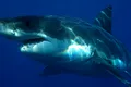 Cu ce se hrănește, de fapt, marele rechin alb. Oamenii de știință au fost uimiți