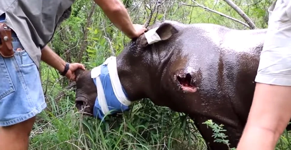 Efortul INCREDIBIL al unei echipe în timpul salvării unui pui de rinocer împuşcat de braconieri – VIDEO