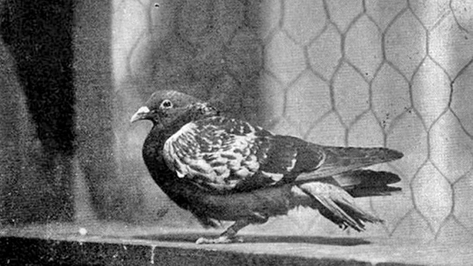 Trei animale care au schimbat istoria omenirii