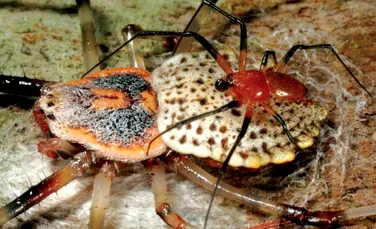 Păianjenul care se castrează singur: ce rost are acest comportament ciudat?