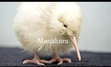 Premieră: un pui alb de kiwi a eclozat în captivitate! (VIDEO)