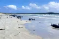 Aproape 100 de balene au murit după o eșuare în masă în Insulele Chatham din Pacific