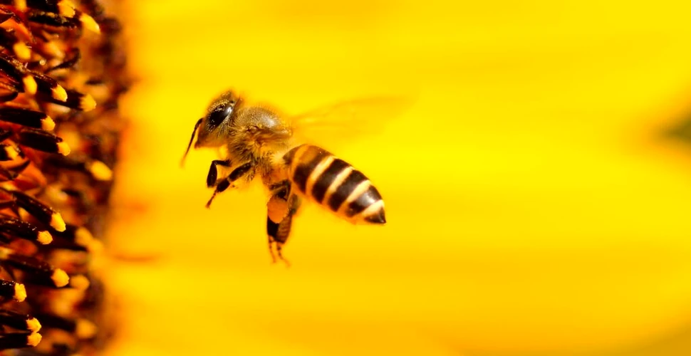 Primul vaccin din lume pentru albine a fost aprobat în SUA