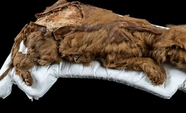 Un pui vechi de 57.000 de ani, cel mai complet specimen de lup din Epoca de Gheață descoperit până acum