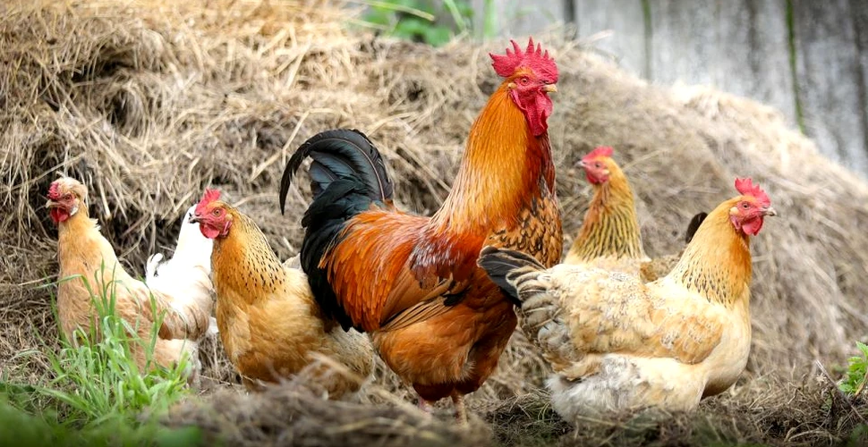 Tulpină a virusului care provoacă gripa aviară, descoperită în FiIlipine