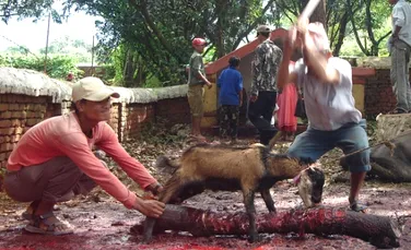 Mii de animale vor fi sacrificate intr-un ritual religos