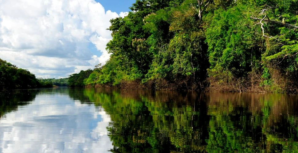 Descoperire fascinantă realizată de oamenii de ştiinţă în pădurea amazoniană: o specie care se credea dispărut a reapărut