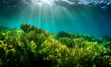 Oceanele lumii sunt în pericol, iar unele efecte sunt deja vizibile