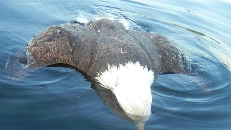 Natura e necruțătoare. Vulturul simbol al SUA a fost ucis cu sânge rece chiar de prada sa