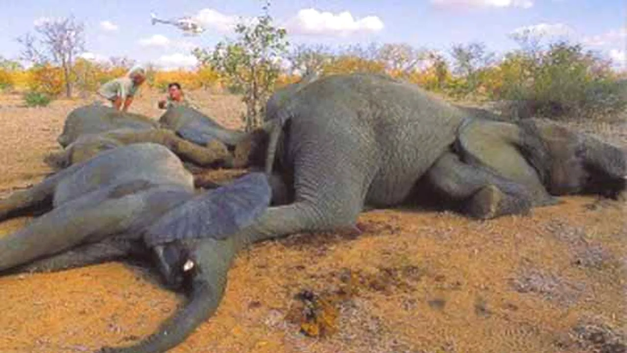 1-elefant-mort 