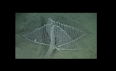 Spongierul harpă, animal extraordinar descoperit în adâncuri (VIDEO)