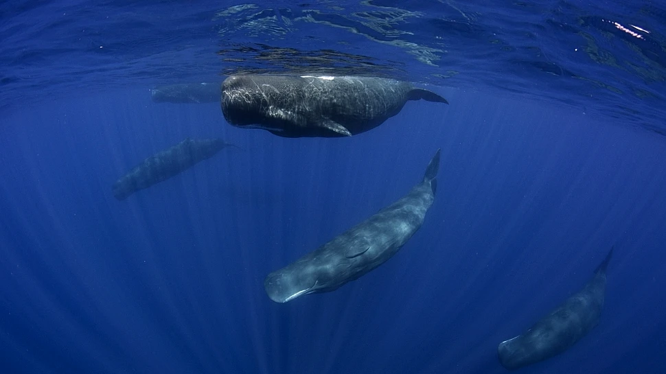 Cum reuşesc caşaloţii să-şi ţină respiraţia timp de peste o oră? Oamenii de ştiinţă le-au aflat secretul