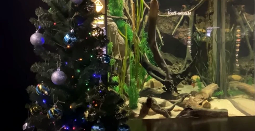 Un ţipar furnizează energie electrică pentru decoraţiile de Crăciun de lângă acvariul lui