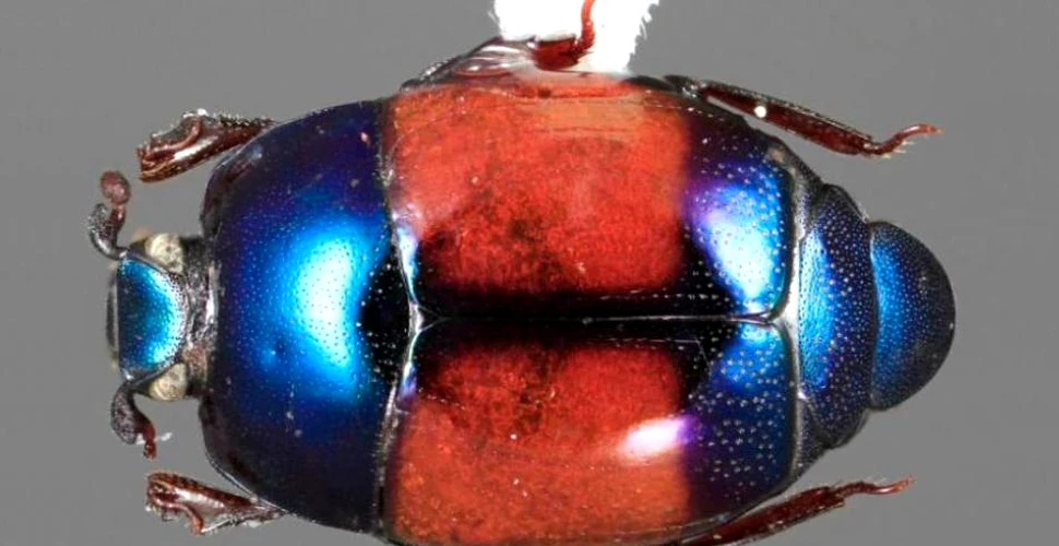 Spectaculos: au fost descoperite 85 de specii noi de „insecte-giuvaere” foarte rare
