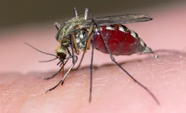 De ce unii oameni sunt muşcaţi mai des de ţânţari? Iată explicaţia ştiinţifică şi modul în care îi putem evita!
