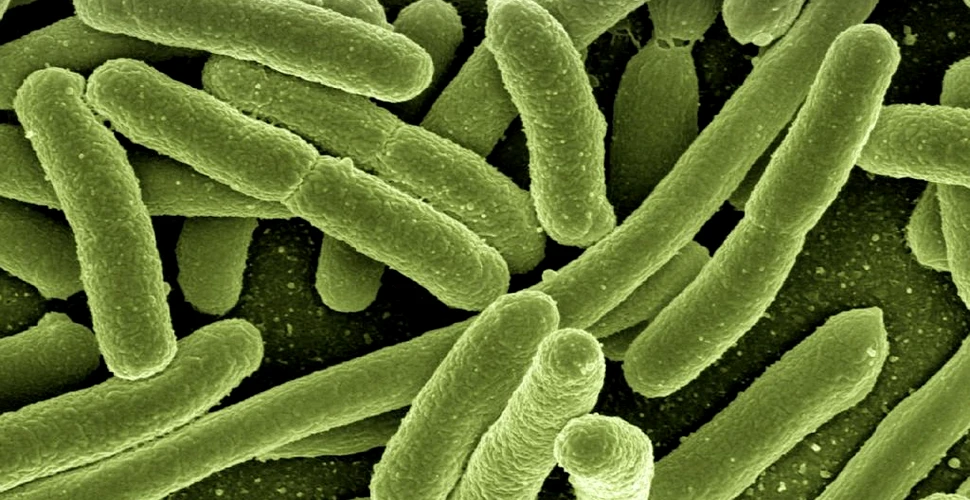 Bacteriile mortale ar putea răspândi rezistența la antibiotice mai repede decât ne-am fi imaginat