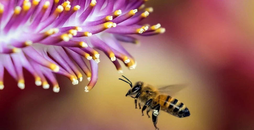 Cum se reproduc, de fapt, albinele? O descoperire recentă a schimbat tot ce ştiam despre modul de reproducere