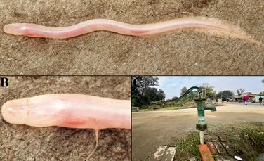 O specie rară a fost descoperită cu ajutorul unui videoclip de pe TikTok