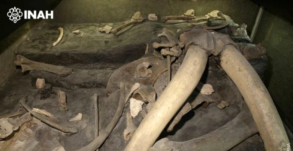 O tabără din era glaciară a oferit cele mai timpurii dovezi pentru vânătoarea de mamuți în Mexic