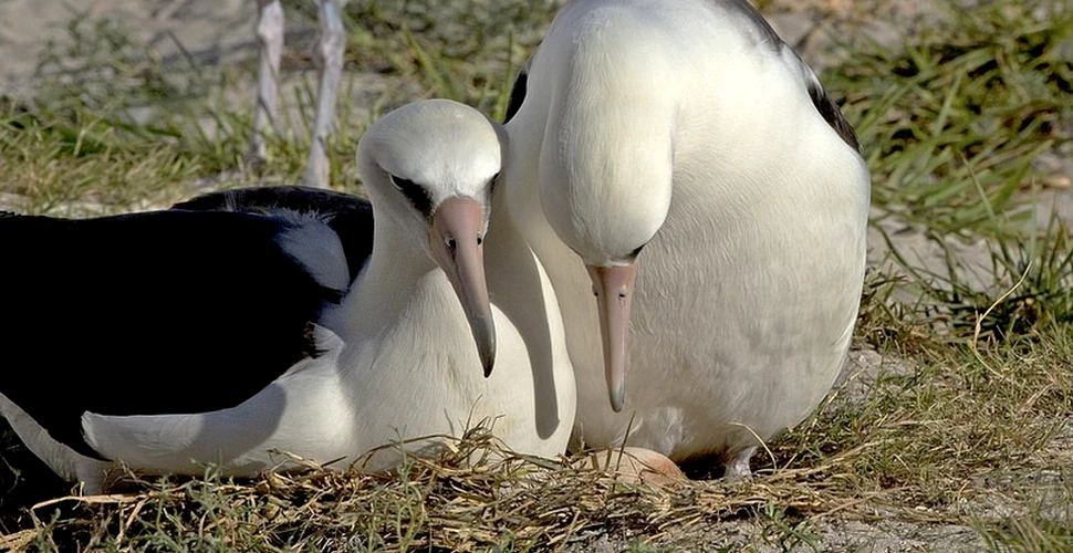 Ce trebuie să știi despre albatroși, cele mai mari păsări zburătoare din lume