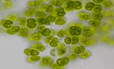 O nouă specie de alge a fost numită după poeta americană Amanda Gorman