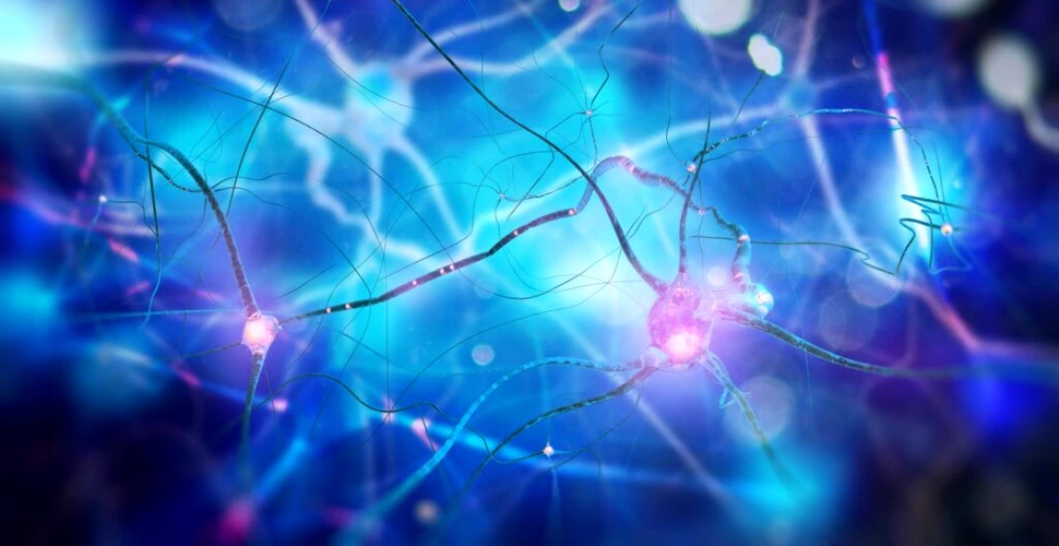 O echipă de cercetători din Portugalia a descoperit neuronii „zombi”