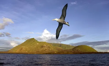 Un studiu arată ce viteză a vântului pot suporta diferite specii de păsări marine