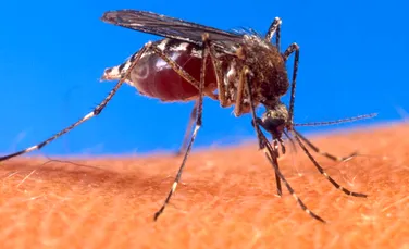 Geneticienii au creat tantarul care nu transmite malaria