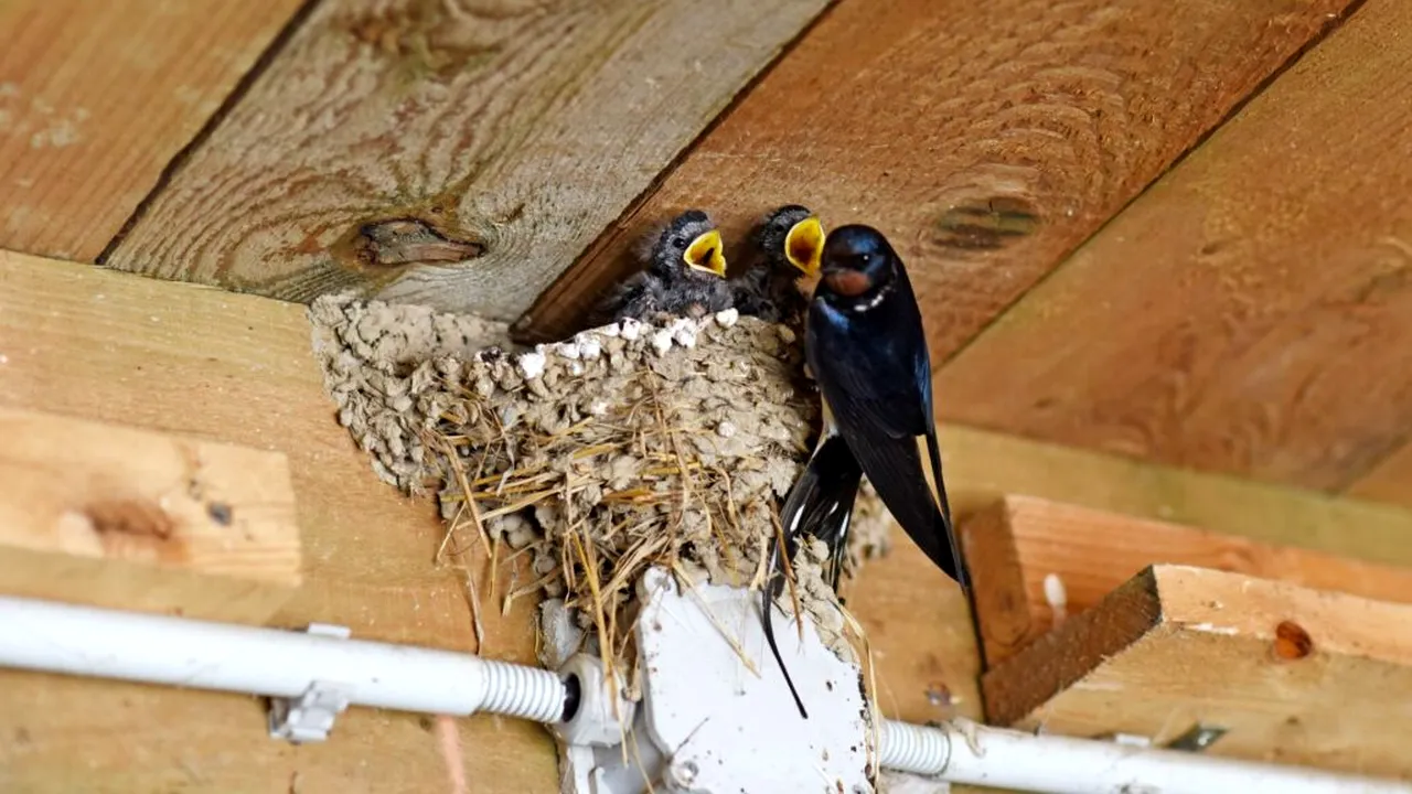 Pasarile-urbane-isi-prelungesc-ziua_shut