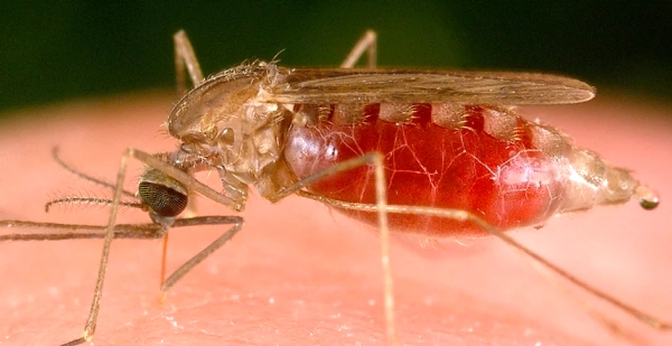 Parazitul malariei îşi protejează teritoriul, prevenind alte infecţii în corp