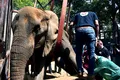 Un elefant de la grădina zoologică din Pakistan a murit la doar 17 ani