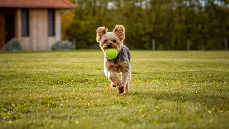 De ce joaca este benefică atât pentru oameni, cât și pentru câinii de companie?