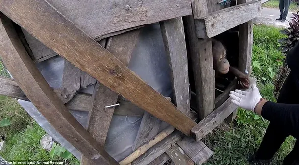 Kotap, urangutanul ţinut prizonier timp de doi ani într-o cutie de lemn 