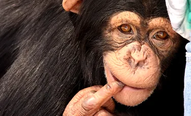 Femelele de cimpanzeu sunt răutăcioase cu alte femele şi supuse în preajma masculilor, arată un nou studiu