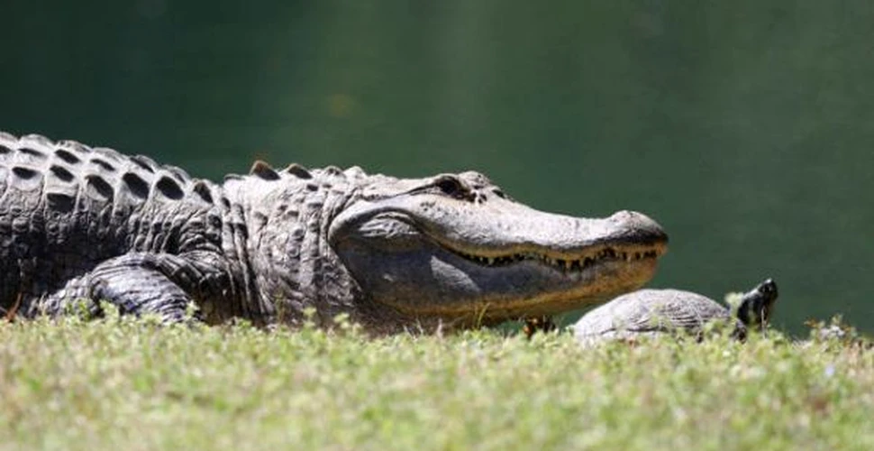 Incredibila prietenie dintre un aligator si o testoasa (FOTO)