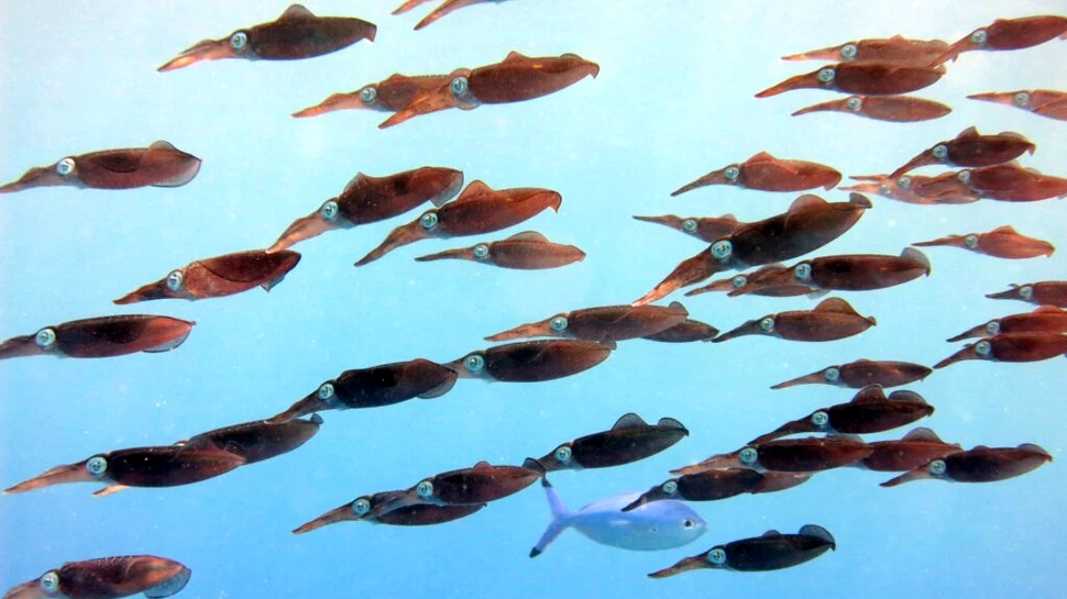 Oceanele Pământului au atins temperaturi record în luna august