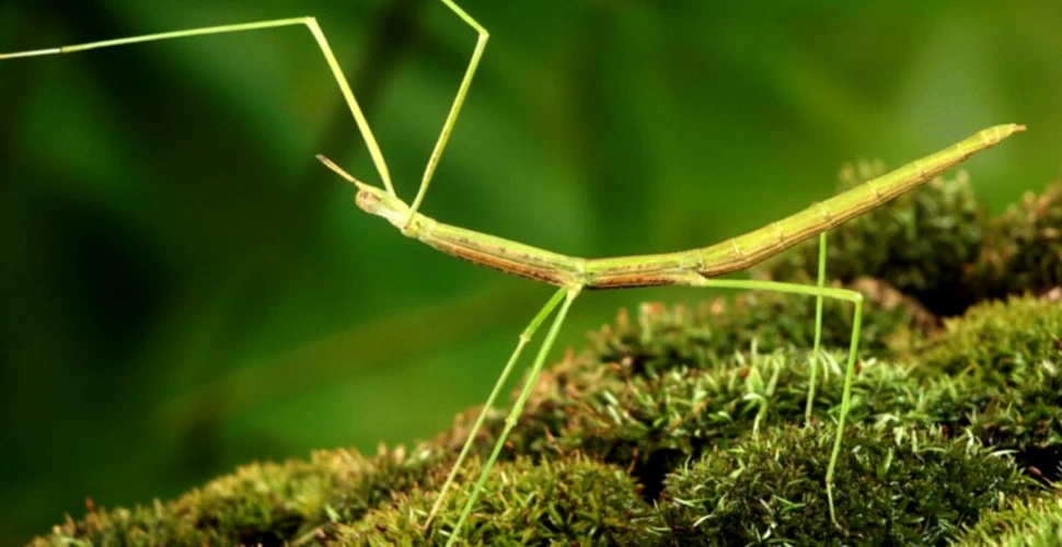 Insectele dispar din cauza agriculturii, arată o nouă cercetare