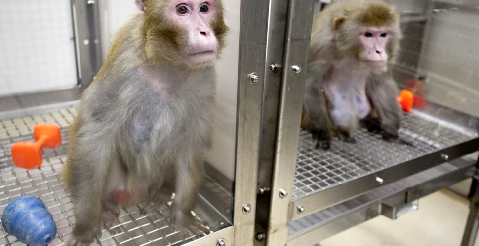 Neuralink a conectat un cip la creierul unei maimuțe, care joacă jocuri video