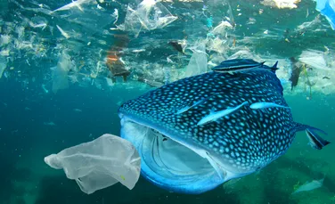 Paraziții care cauzează boli fatale se agață de materialele plastice și se răspândesc în ocean