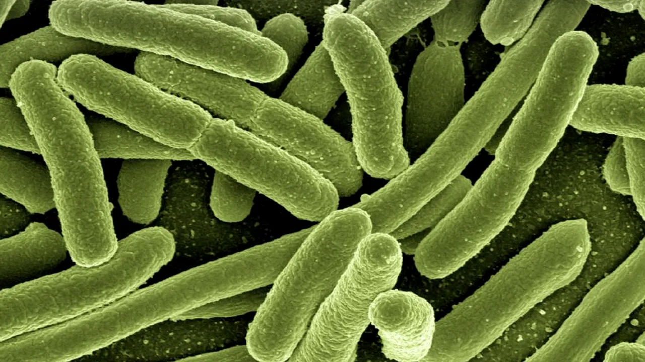 bacterii-microbi-antibiotice-pixabay_descopera 
