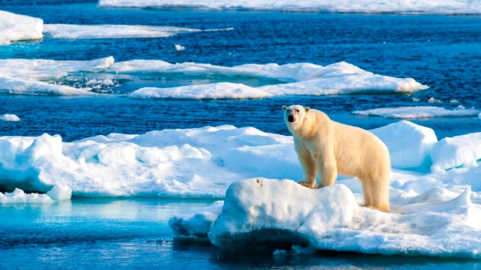 Surpriză plăcută pentru cercetători! Ce s-a întâmplat cu urșii polari dintr-un arhipelag norvegian?