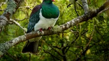 „Cea mai beată pasăre” din Noua Zeelandă este o specie de porumbel durduliu