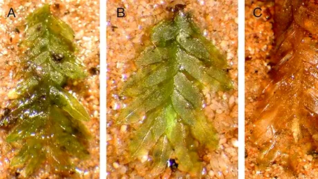 Cum a fost în sfârșit rezolvat misterul profanărilor de morminte de la un cimitir istoric?