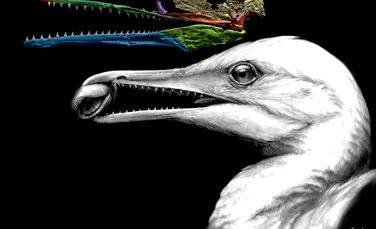 A fost descoperit specimenul ce se afla la limita dintre pasăre şi dinozaur