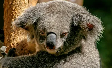 Animalele din Australia sunt expuse unui risc crescut pe măsură ce mediul se deteriorează